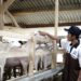 Ombusman Puji Kementan, Dukung Peternak Lokal Melalui Pengaturan Impor Karkas Domba dan Kambing