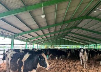 1.213 Sapi Perah Bunting Tiba di Cilacap!, Bukti Nyata Kemitraan Swasta dan Peternak Rakyat