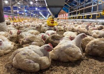Kementerian Pertanian Tegaskan Komitmen Stabilkan Harga Ayam Hidup Lewat Pengendalian Produksi
