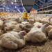 Kementerian Pertanian Tegaskan Komitmen Stabilkan Harga Ayam Hidup Lewat Pengendalian Produksi