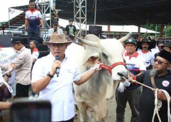 Segini Bobot 4 Sapi Jumbo Sumbangan Wamentan Sudaryono di Expo Sapi Boyolali