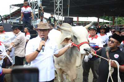 Segini Bobot 4 Sapi Jumbo Sumbangan Wamentan Sudaryono di Expo Sapi Boyolali