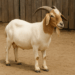 Memilih Hewan Kurban Kambing Sesuai Syariat, ini Tipsnya