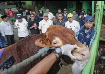 Pemkot Tangsel Perketat Pengawasan Jelang Iduladha, Pilar: 4.330 Hewan Kurban Bebas PMK