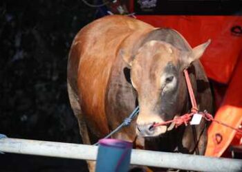 Kementan Awasi Distribusi dan Penyembelihan Sapi Kurban dari Presiden