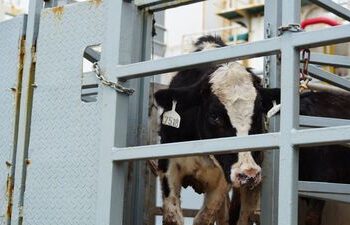 Lebih Dari 1.500 Sapi Perah Impor Datang Lagi, Kementan Terus Dorong Produksi Susu Nasional