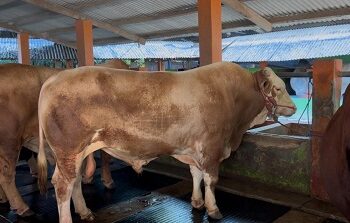 Idul Adha 1446 H, Kementan Pastikan Ketersediaan Hewan Kurban Yang Aman, Sehat, dan Sesuai Syariat