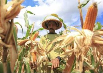 Kementan Tegaskan: Jagung Aman, Peternak Harus Terlindungi