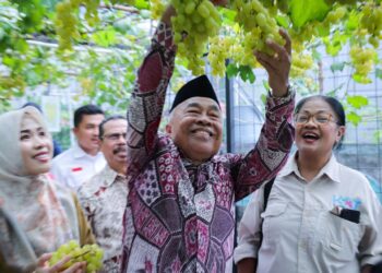 Panen Raya Anggur di Ciputat, Benyamin: Kembangkan, Banyak Lahan Bisa Dipakai