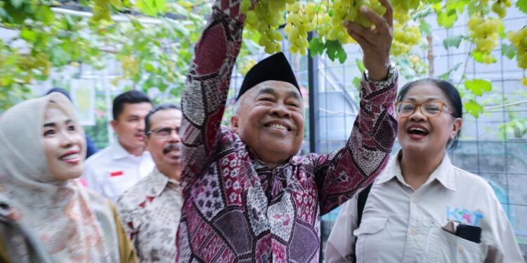 Panen Raya Anggur di Ciputat, Benyamin: Kembangkan, Banyak Lahan Bisa Dipakai