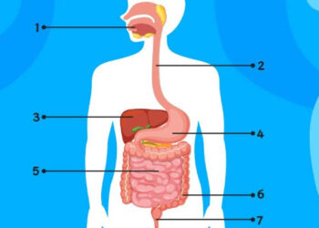 Rahasia Pencernaan Sehat: Tips dari Ahli Gastroenterologi & Institusi Medis Terkemuka