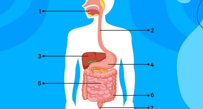 Rahasia Pencernaan Sehat: Tips dari Ahli Gastroenterologi & Institusi Medis Terkemuka