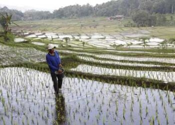 Swasembada di Depan Mata, Kinerja Kementan Bikin Publik Optimis Pangan Nasional Aman