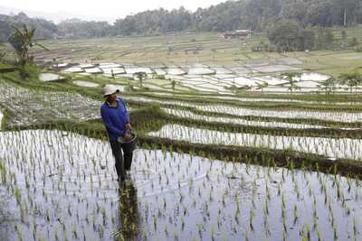 Swasembada di Depan Mata, Kinerja Kementan Bikin Publik Optimis Pangan Nasional Aman