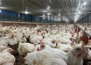 Kementan Pastikan Pasokan Bibit Ayam Aman, Industri Unggas Apresiasi Langkah Cepat Pemerintah