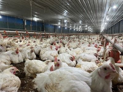 Kementan Pastikan Pasokan Bibit Ayam Aman, Industri Unggas Apresiasi Langkah Cepat Pemerintah