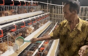 Harga Pakan Ternak Terkendali, Didukung Instrumen Stabilisasi Jagung