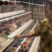 Harga Pakan Ternak Terkendali, Didukung Instrumen Stabilisasi Jagung