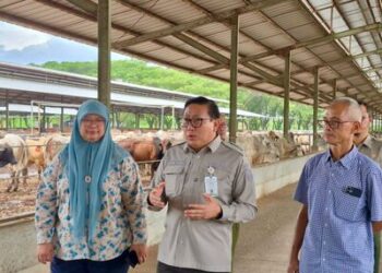Harga Daging Sapi Aman Jelang Nataru, Kementan Tegaskan Jaga Harga dan Pasokan Pangan