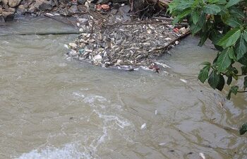 Tercemar Zat Kimia, Wali Kota Tangsel Minta Warga Tak Konsumsi Ikan dari Sungai Cisadane
