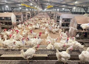 Kementan Pastikan Stok Ayam Aman, Peternak Siap Suplai Pasar