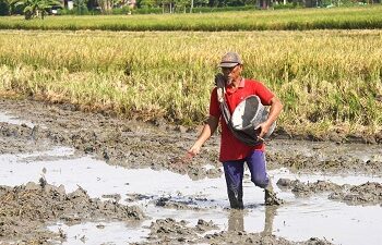 Mentan Amran Rapat Hari Minggu Antisipasi Kekeringan dan Ketegangan Geopolitik