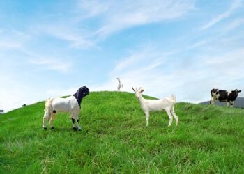 Kementan dan HPDKI Perkuat Perlindungan Peternak Domba-Kambing, Pengawasan Ternak Ilegal Ditingkatkan