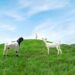 Kementan dan HPDKI Perkuat Perlindungan Peternak Domba-Kambing, Pengawasan Ternak Ilegal Ditingkatkan