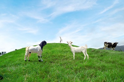 Kementan dan HPDKI Perkuat Perlindungan Peternak Domba-Kambing, Pengawasan Ternak Ilegal Ditingkatkan