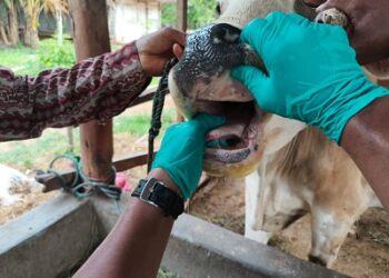 Kementan Pastikan PMK di Lampung Timur Terkendali, Vaksinasi dan Biosekuriti Diperkuat