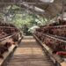 Kendalikan Fluktuasi Harga Ayam, Kementan Dorong Asosiasi Jaga Stablitas Harga di Tingkat Peternak