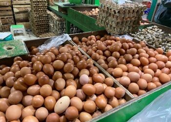 Kementan Perkuat Serapan Telur Peternak Rakyat Saat Produksi Melimpah di Magetan