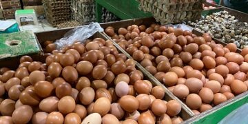 Kementan Perkuat Serapan Telur Peternak Rakyat Saat Produksi Melimpah di Magetan