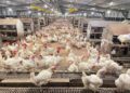 Kementan Kawal Harga Ayam, Peternak Rakyat Jadi Prioritas