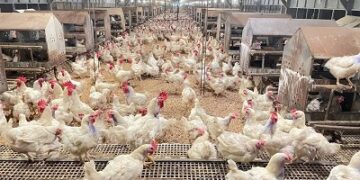 Kementan Kawal Harga Ayam, Peternak Rakyat Jadi Prioritas