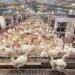 Kementan Kawal Harga Ayam, Peternak Rakyat Jadi Prioritas