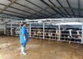 Balai Kementan Ini Dorong Tata Kelola yang Bersih, Produksi Susu Langsung Naik Dua Kali Lipat