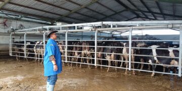 Balai Kementan Ini Dorong Tata Kelola yang Bersih, Produksi Susu Langsung Naik Dua Kali Lipat