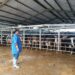 Balai Kementan Ini Dorong Tata Kelola yang Bersih, Produksi Susu Langsung Naik Dua Kali Lipat