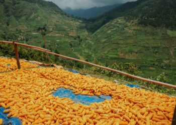 Mentan Amran Pastikan Jagung SPHP Berlanjut, Harga Pakan dan Telur Dijaga demi Peternak Rakyat