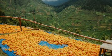 Mentan Amran Pastikan Jagung SPHP Berlanjut, Harga Pakan dan Telur Dijaga demi Peternak Rakyat