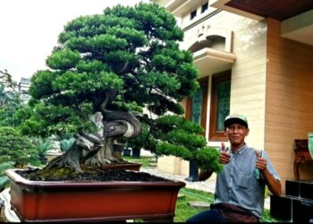 Mistari, Pembudidaya dan Pengelola Kinanthi Bonsai di Tangerang Selatan.