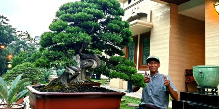 Mistari, Pembudidaya dan Pengelola Kinanthi Bonsai di Tangerang Selatan.