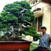 Mistari, Pembudidaya dan Pengelola Kinanthi Bonsai di Tangerang Selatan.