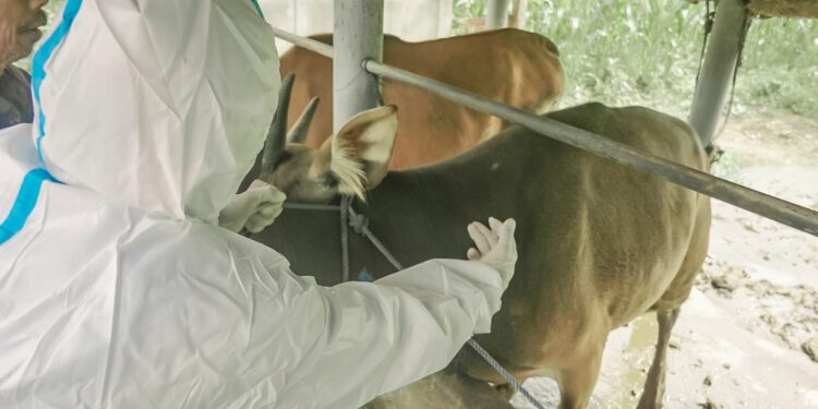 Bali Kendalikan PMK dan Rabies, Siap Sukseskan KTT G20 Mendatang