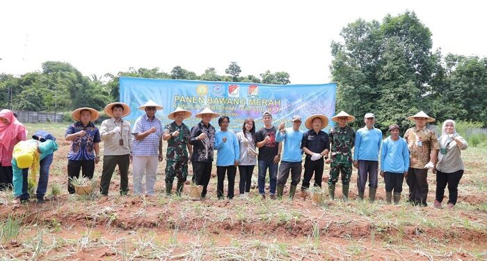 Pemkot Tangsel Berhasil Panen Bawang Merah, Wujudkan Kemandirian Pangan