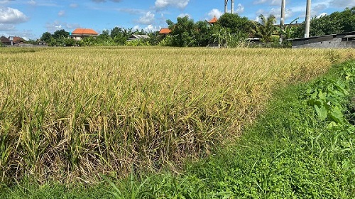 Panen Raya di Bali Amankan Stok Beras