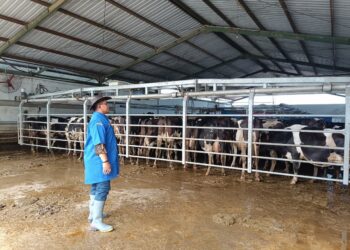 Balai Kementan Ini Dorong Tata Kelola yang Bersih, Produksi Susu Langsung Naik Dua Kali Lipat